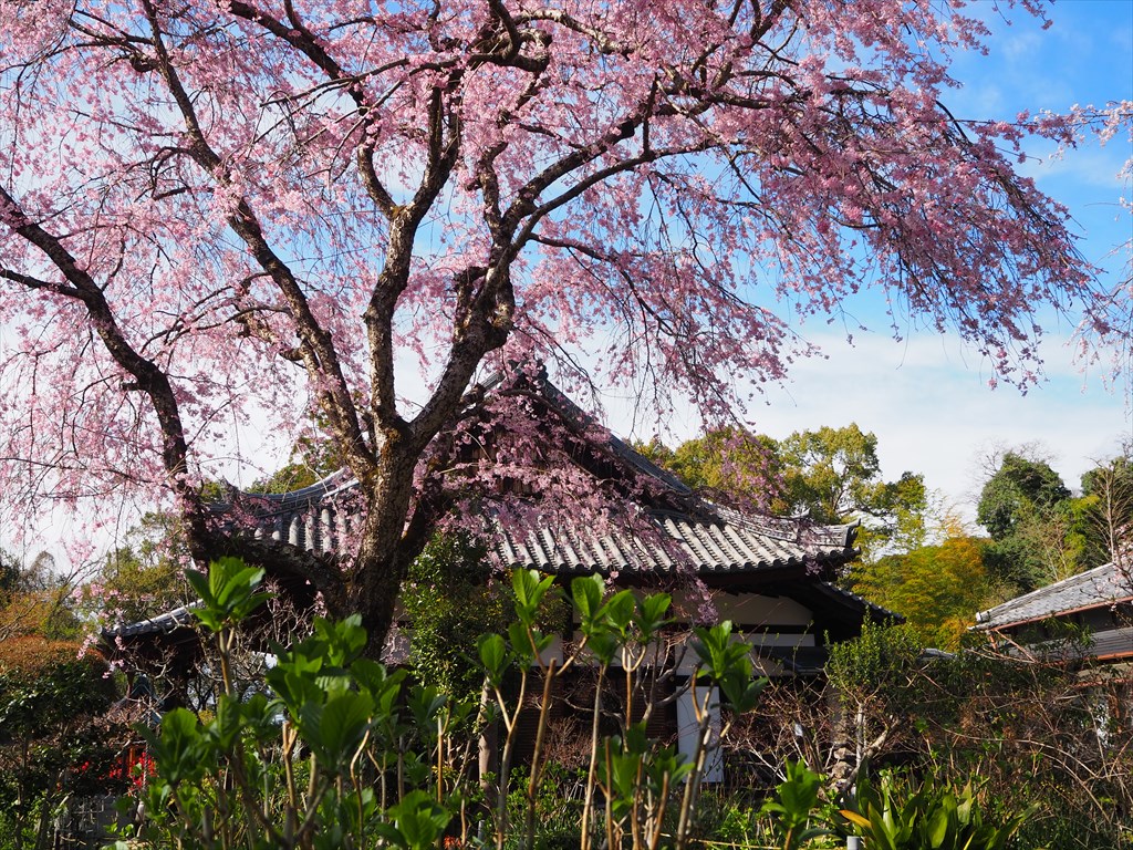 3月28日(火)13時30分～桜が咲き誇る宇治川　宇治の春を満喫！