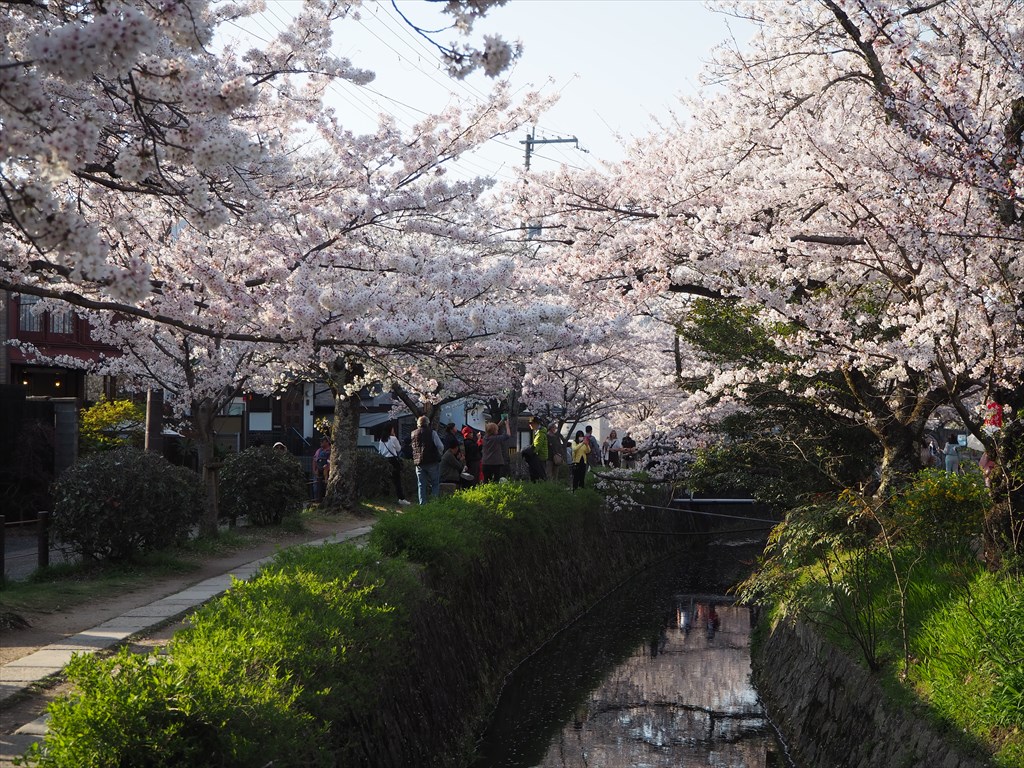 哲学の道沿いの桜