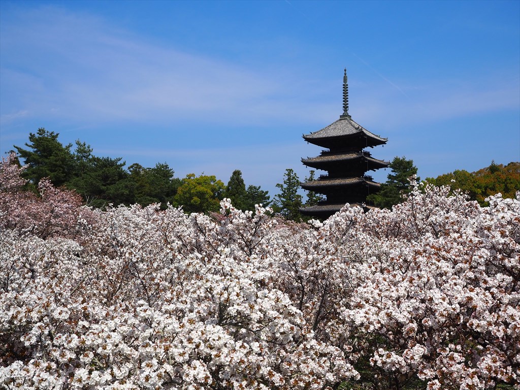 早くも仁和寺の御室桜が満開