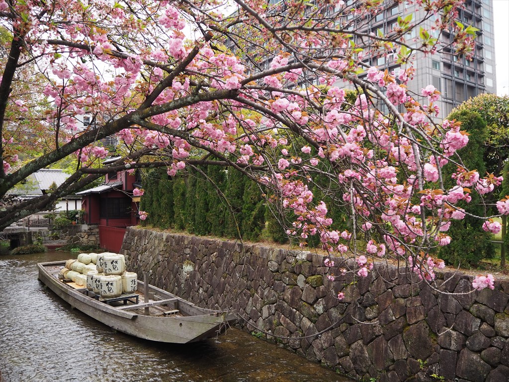 八重桜の季節に入った京都
