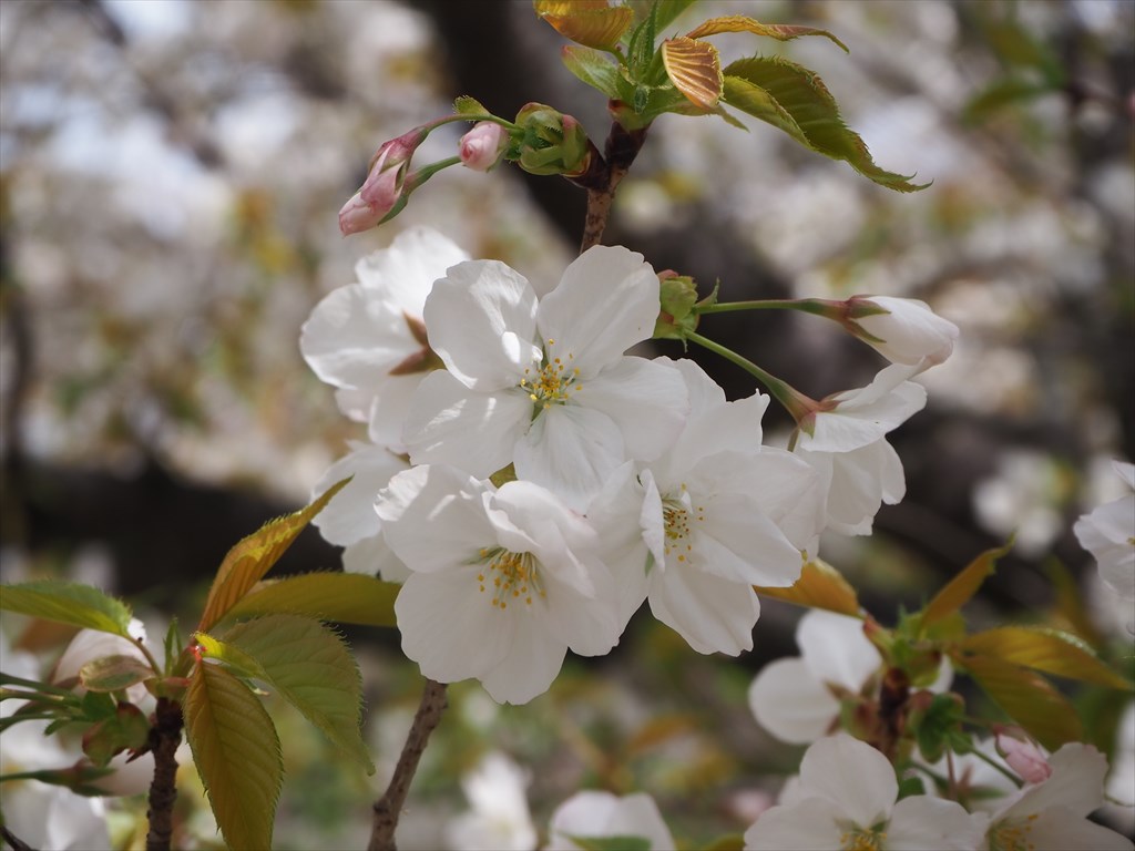 仁和寺の泣き桜