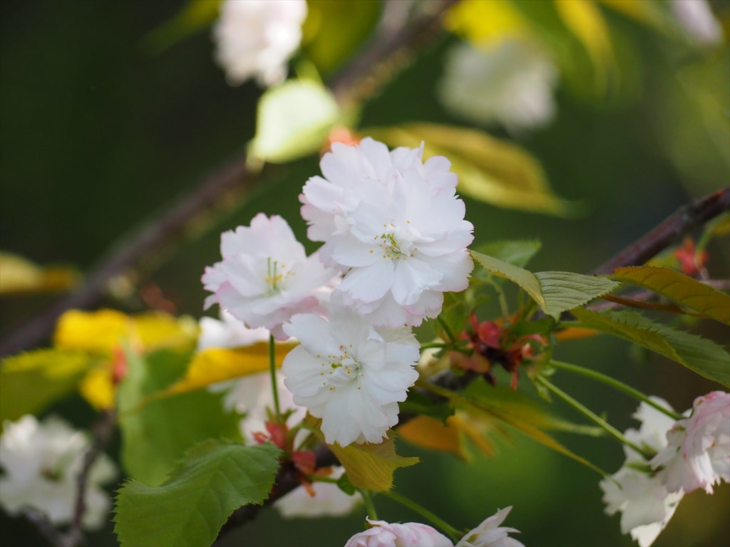 府立植物園に咲く「奈良の八重桜」