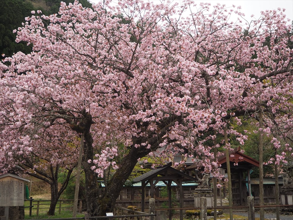 山間に咲く黒田百年桜