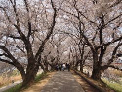 【講座動画】京都の桜　徹底解説！2023年　京都の桜のめぐり方
