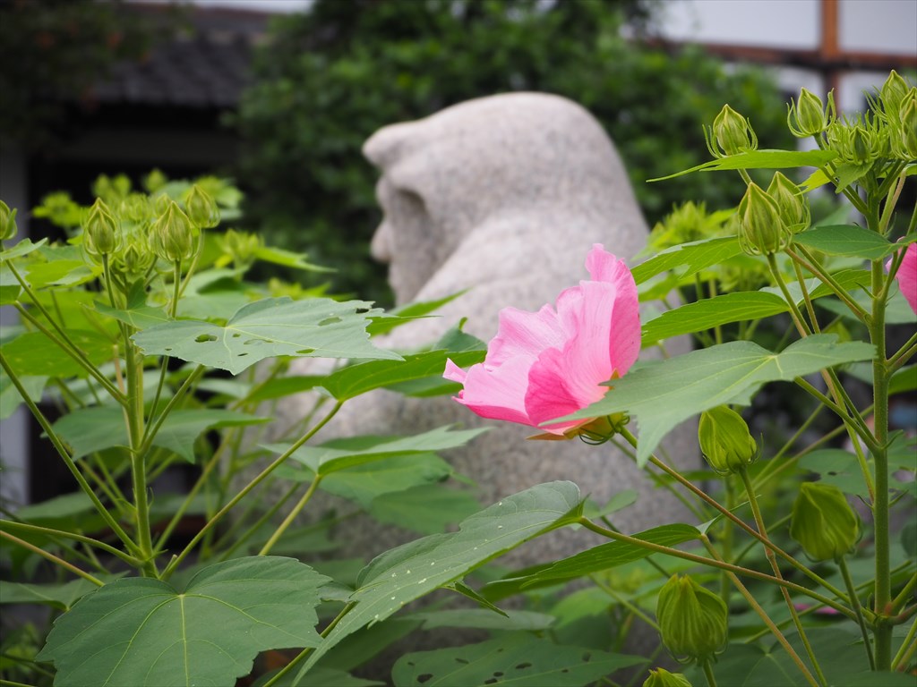 だるま寺・法輪寺の芙蓉の花