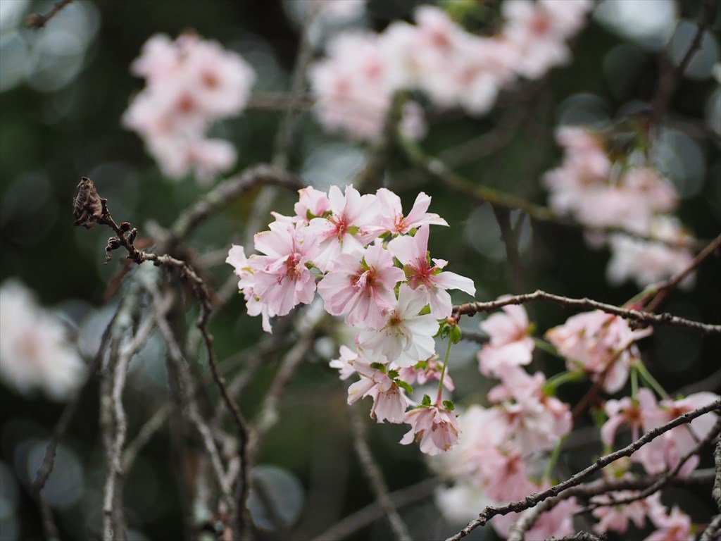 十月桜が咲く平野神社
