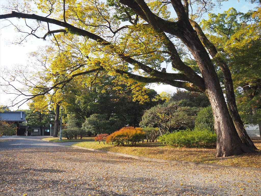 京都御苑と御池通のケヤキ
