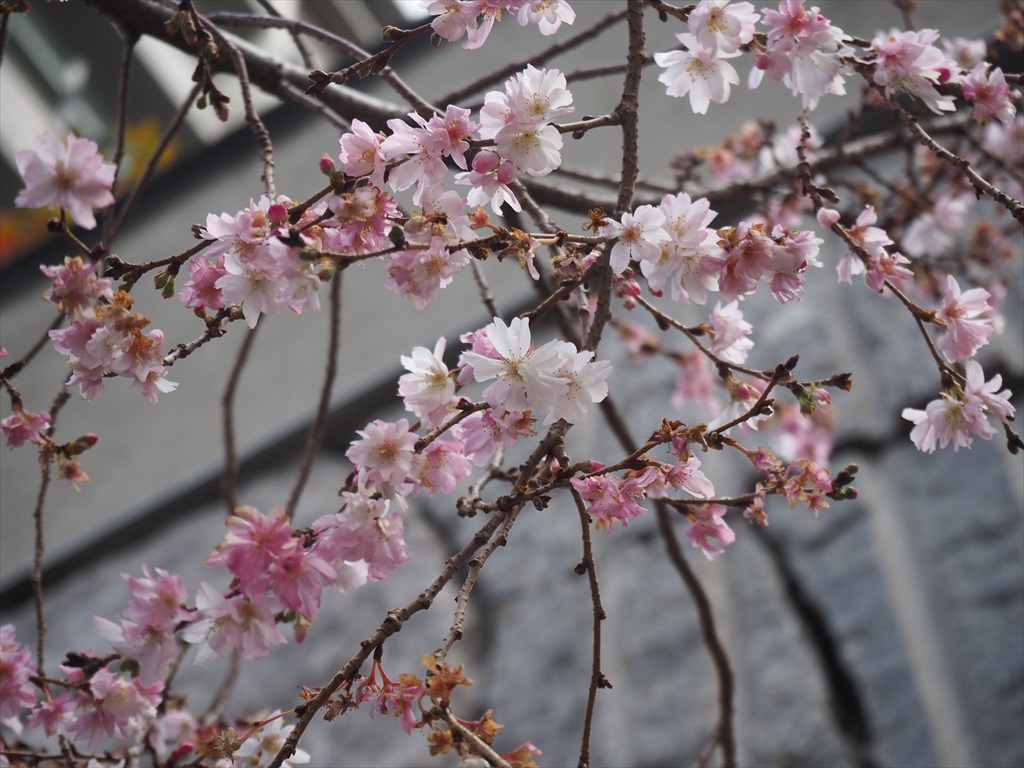 冬に咲く御池桜