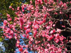 2月22日(日)13時30分～梅香る古都の社　北野天満宮の境内をじっくり参拝