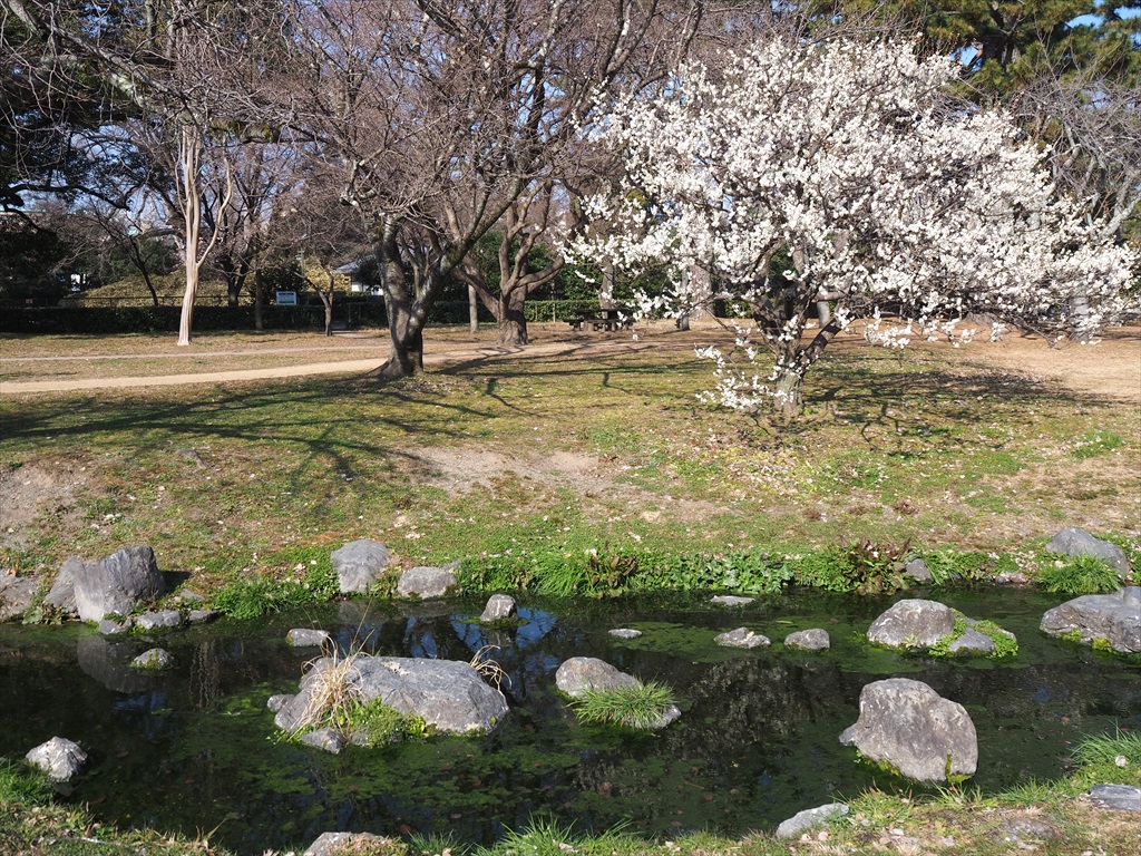 京都御苑　梅林と出水の小川