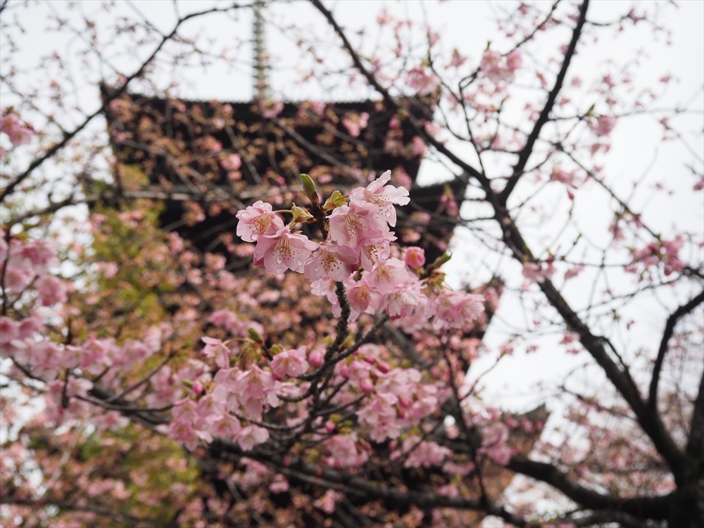 東寺の河津桜と梅