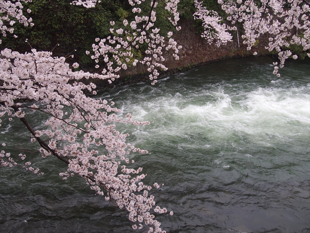 4月2日(火)09時30分～京都水辺のさくら並木散歩歴史を秘めた岡崎から疏水・鴨川を巡る
