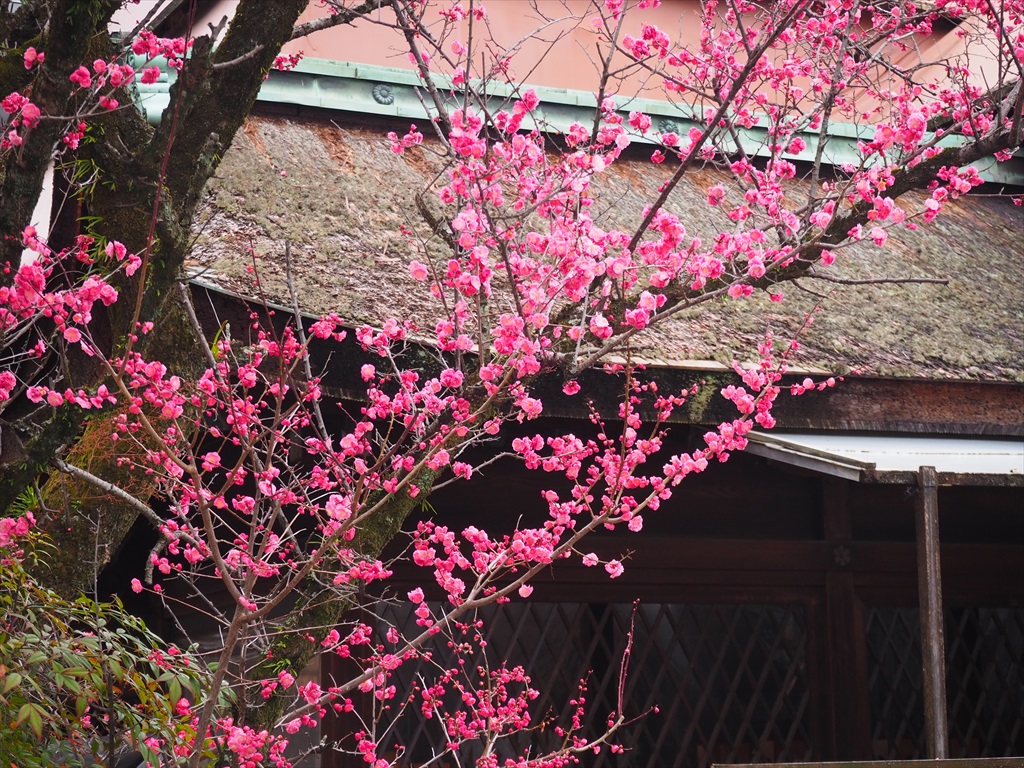 下御霊神社　八重の紅梅