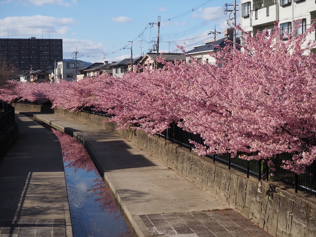見事に咲く淀水路の河津桜