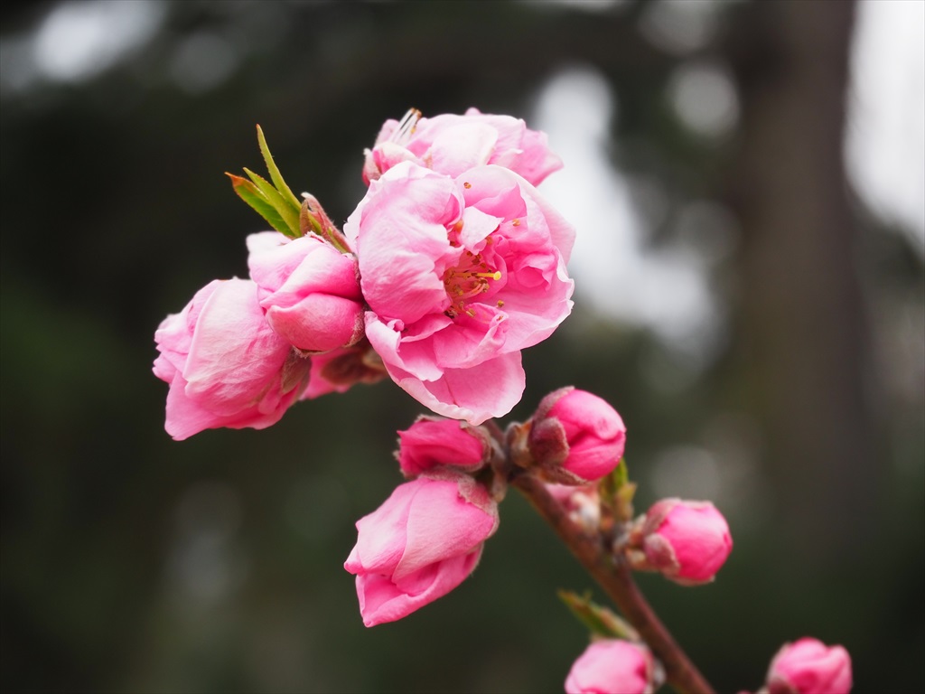京都御苑の桃と梅