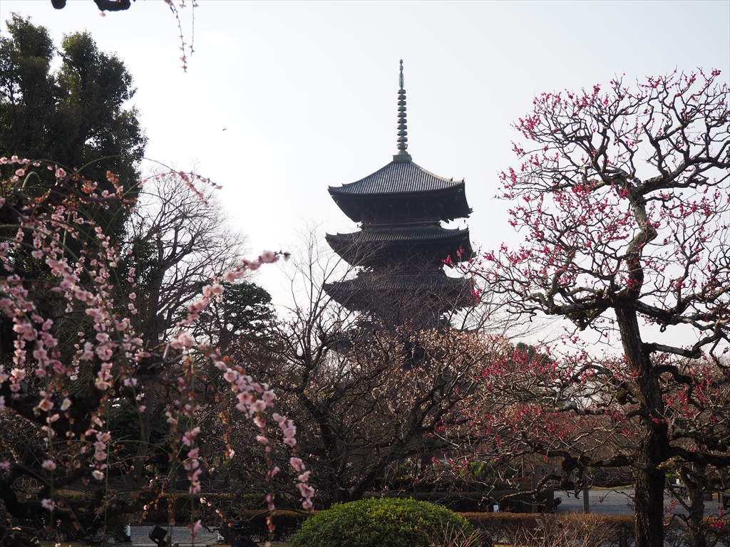 見ごろ終盤　東寺の河津桜