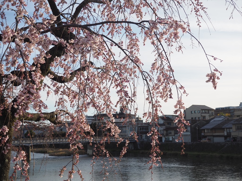 週末に楽しめる早咲き桜