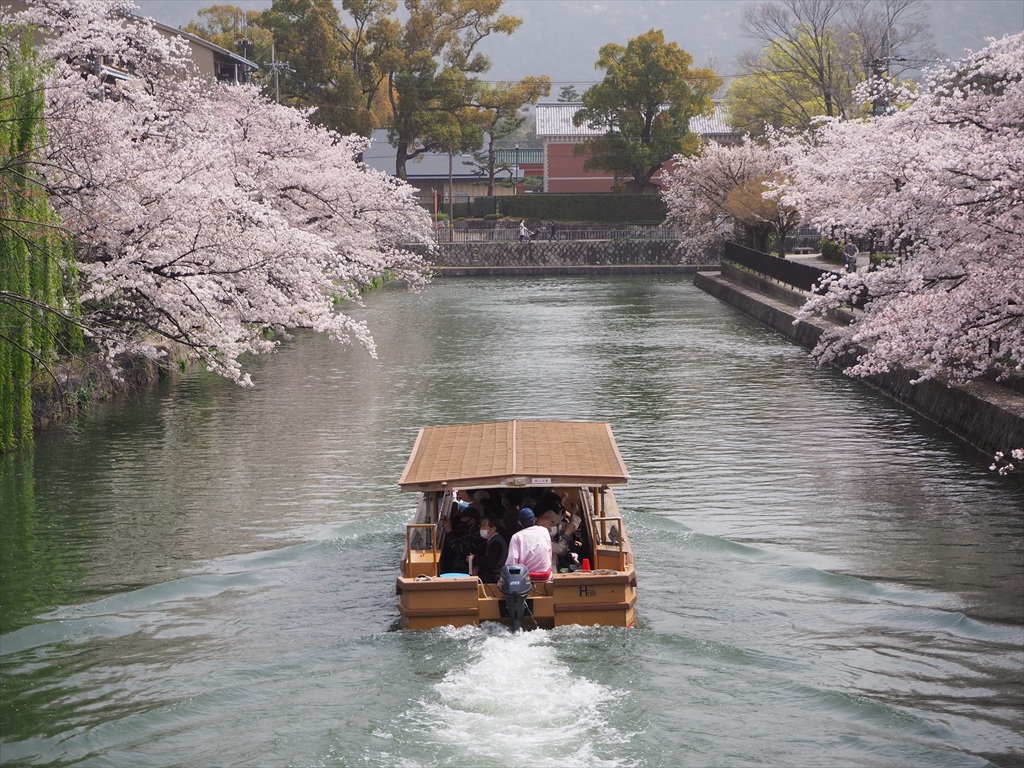 【現地】京都水辺のさくら並木散歩　歴史を秘めた岡崎から疏水・鴨川を巡る
