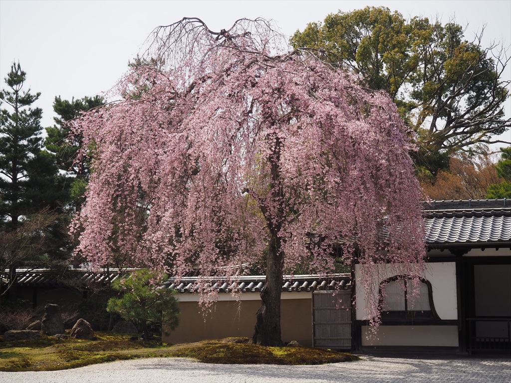 高台寺　方丈庭園のしだれ桜