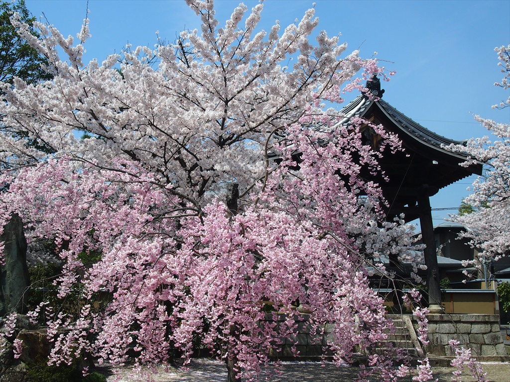 【現地】まだ楽しめる京都の桜！静かに眺める穴場のエリアへ