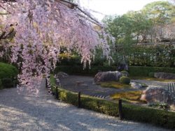 4月12日(金)13時30分～圧倒的な桜の雲海！仁和寺の御室桜としだれ桜の妙心寺･退蔵院へ