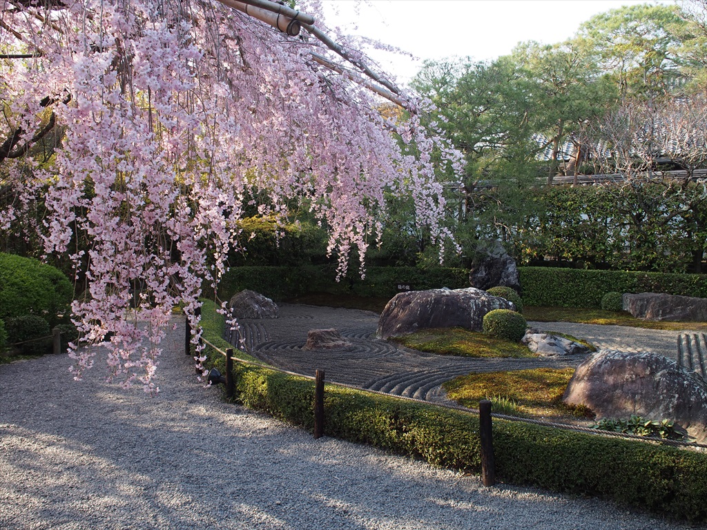 4月12日(金)13時30分～圧倒的な桜の雲海！仁和寺の御室桜としだれ桜の妙心寺･退蔵院へ