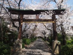 4月5日(金)13時～歴史を秘めた洛西・下津林へ　ディープなエリアと知る人ぞ知る桜