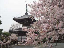 4月8日(月)13時30分～まだ楽しめる京都の桜！静かに眺める穴場のエリアへ