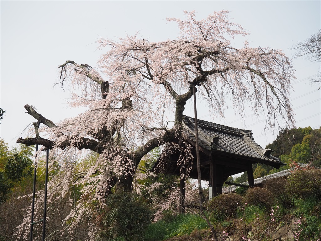 高台に咲く地蔵禅院のしだれ桜