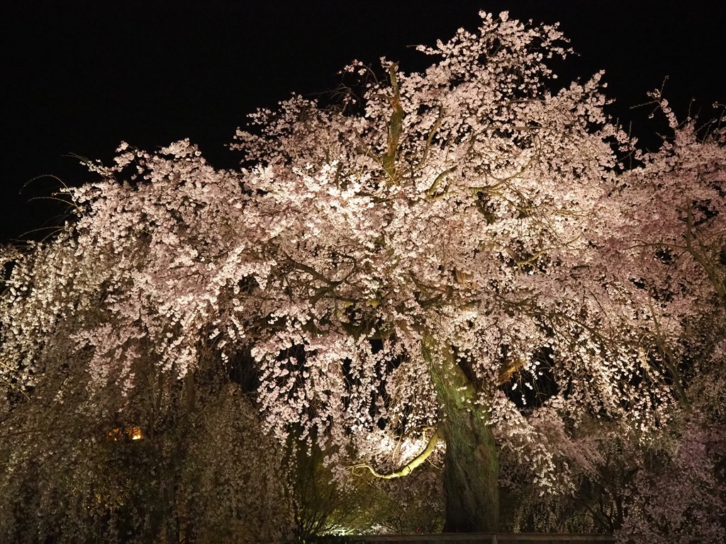 円山公園　しだれ桜のライトアップ