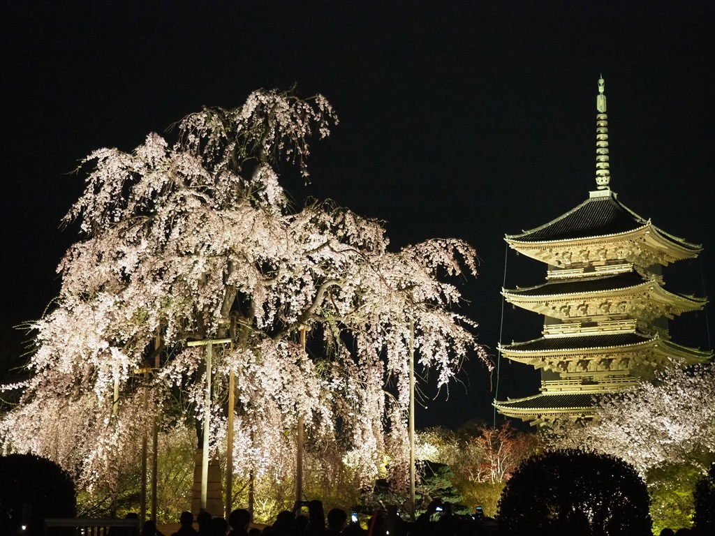 東寺　桜のライトアップ　2024年