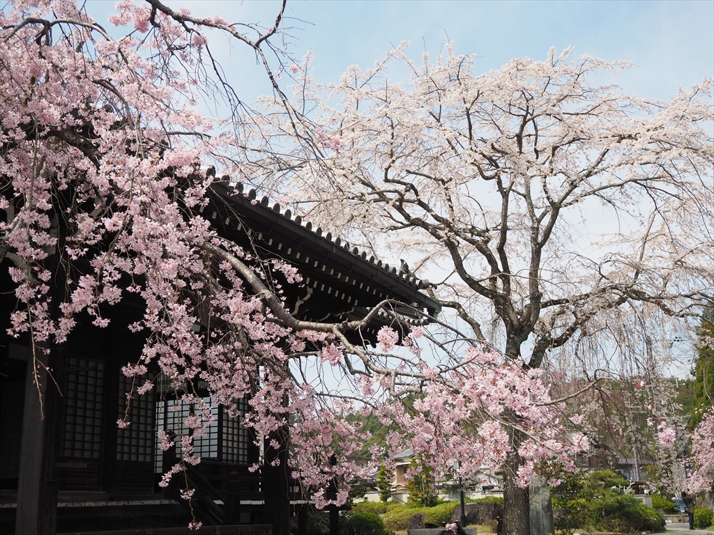 妙満寺の桜風景