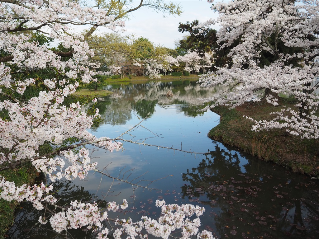 大覚寺の桜景色と名古曽橋