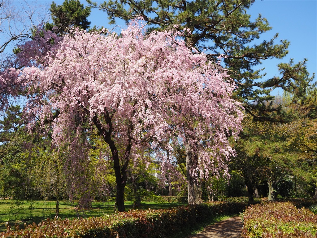 遅咲きのしだれ桜も美しい近衛邸跡