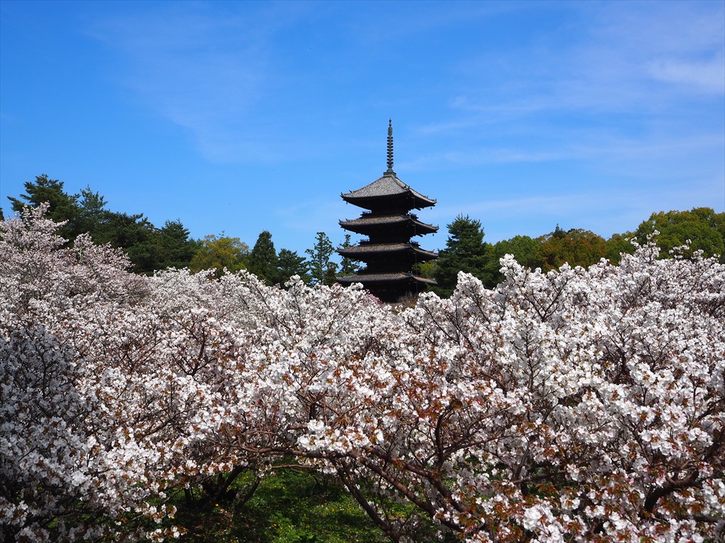 仁和寺の御室桜が満開