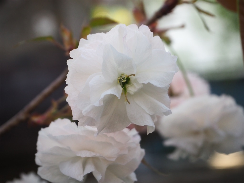 千本ゑんま堂の普賢象桜