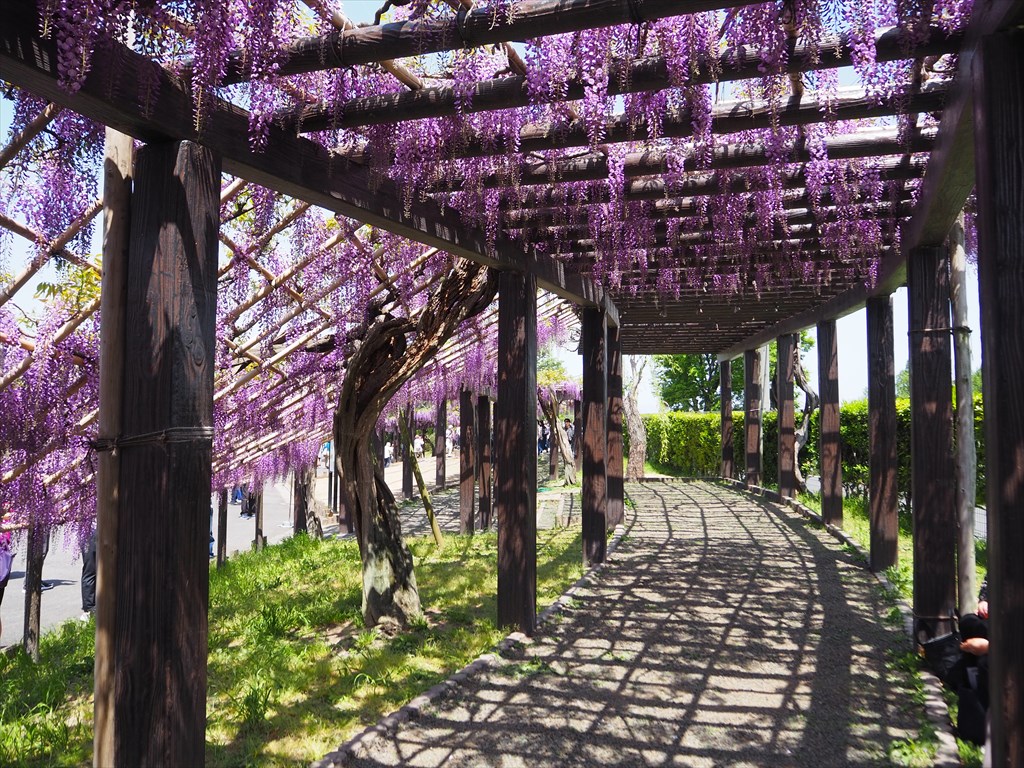 5年ぶりの公開！鳥羽水環境保全センターの藤棚