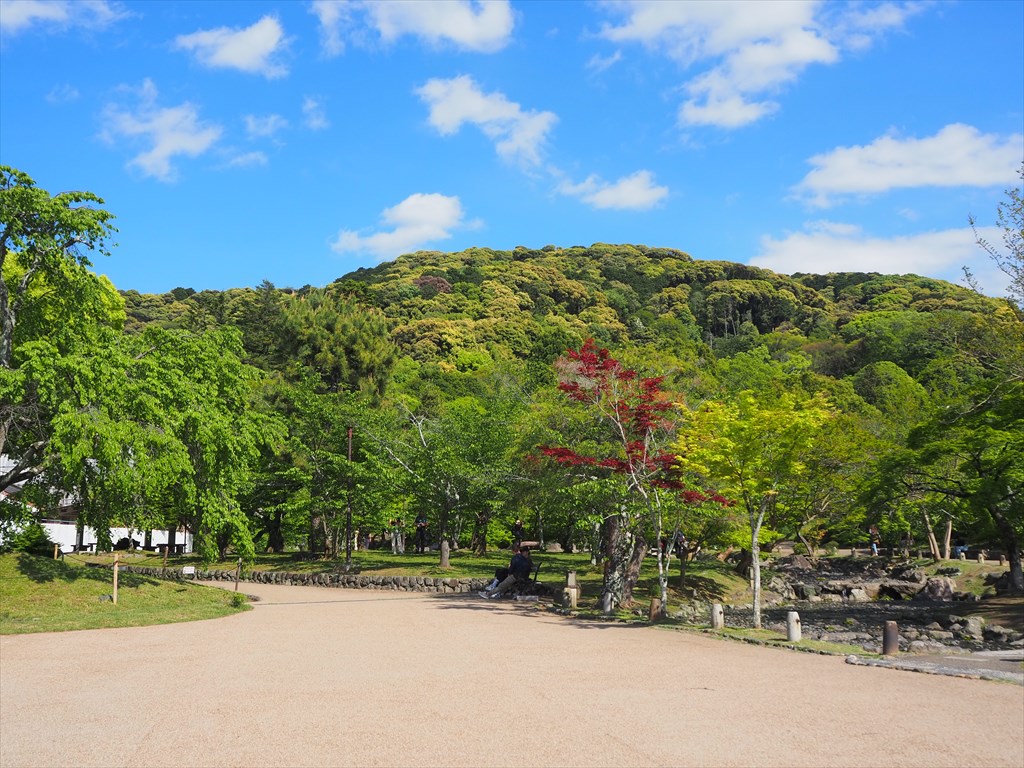 新緑の円山公園とカキツバタ