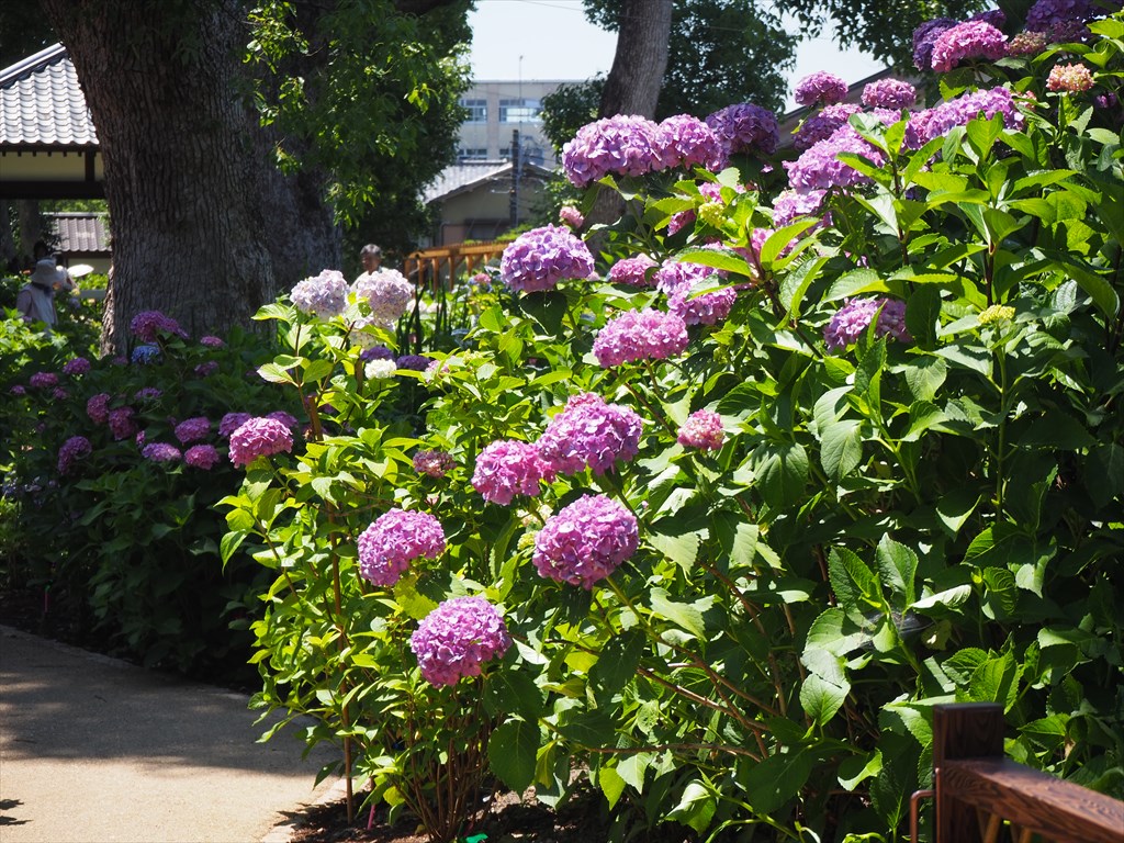 藤森神社 紫陽花苑 | 京都旅屋