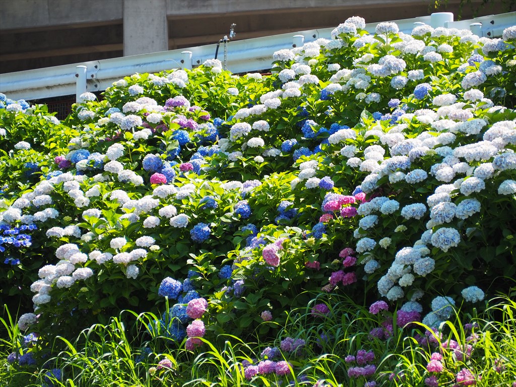 「さすてな京都」　アジサイの小径
