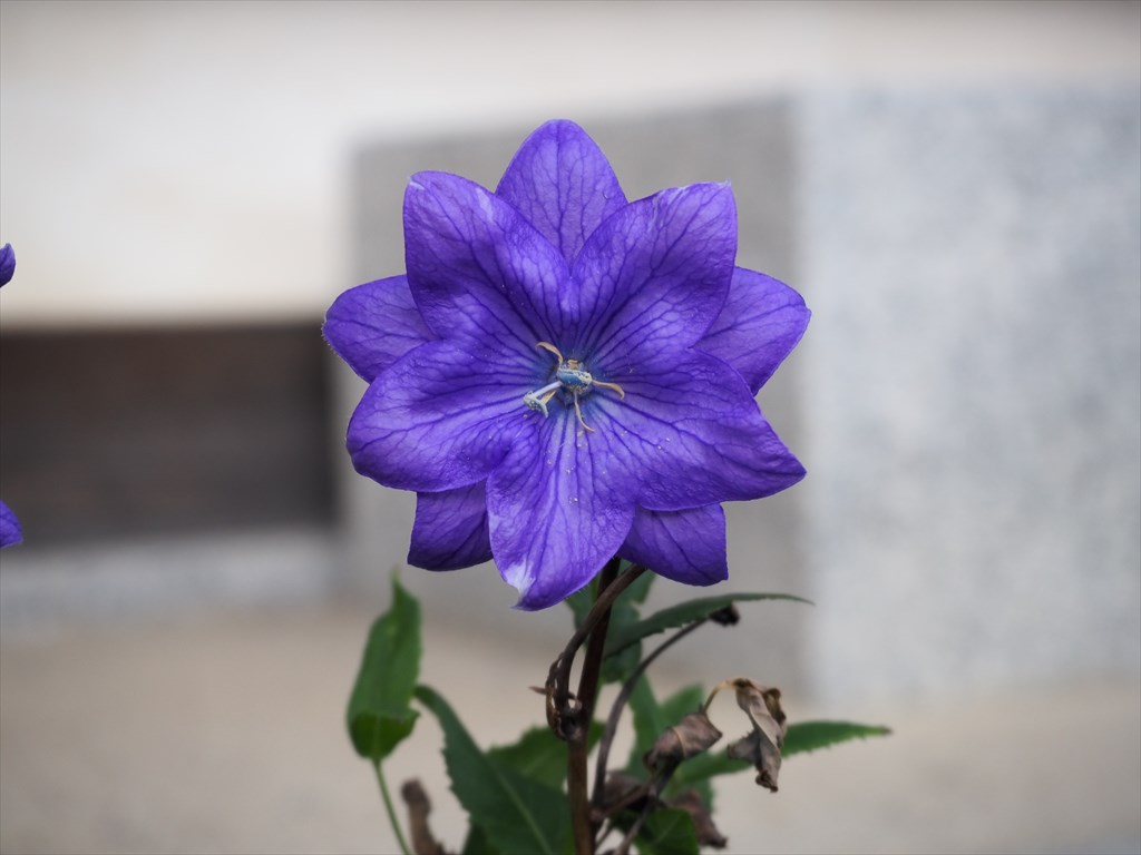 秋にも楽しめる晴明神社の桔梗