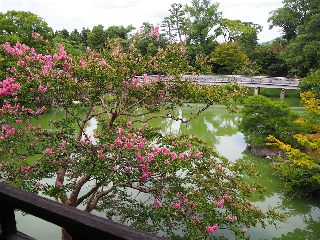 京都御苑　拾翠亭のサルスベリ