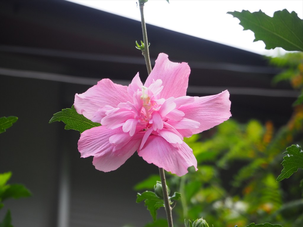 大豊神社の風景