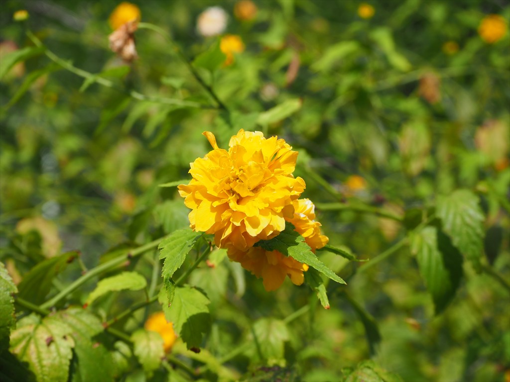 梨木神社前で咲く秋の山吹