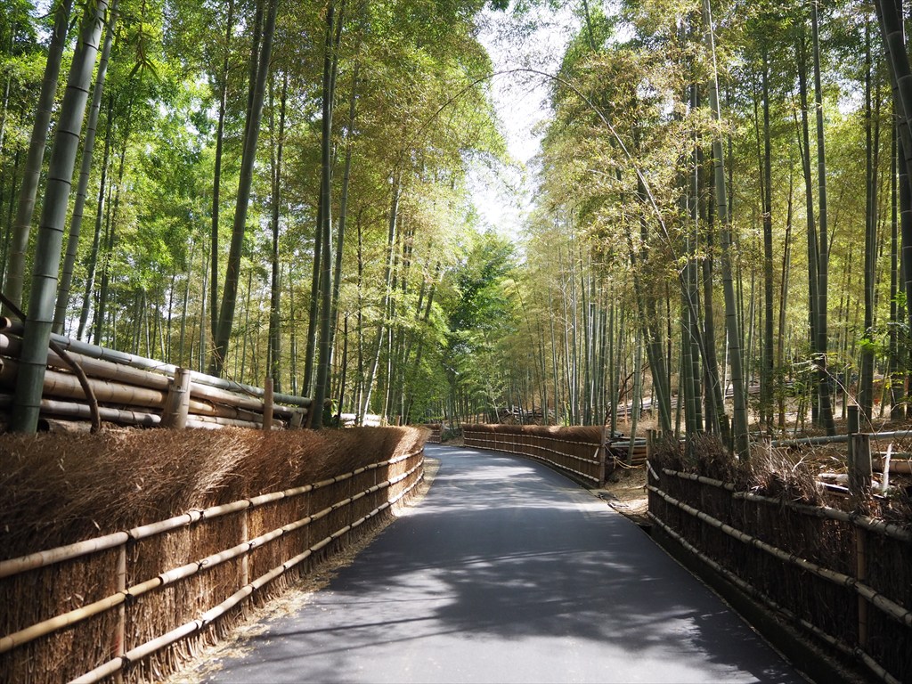 異変が起きている洛西の竹林