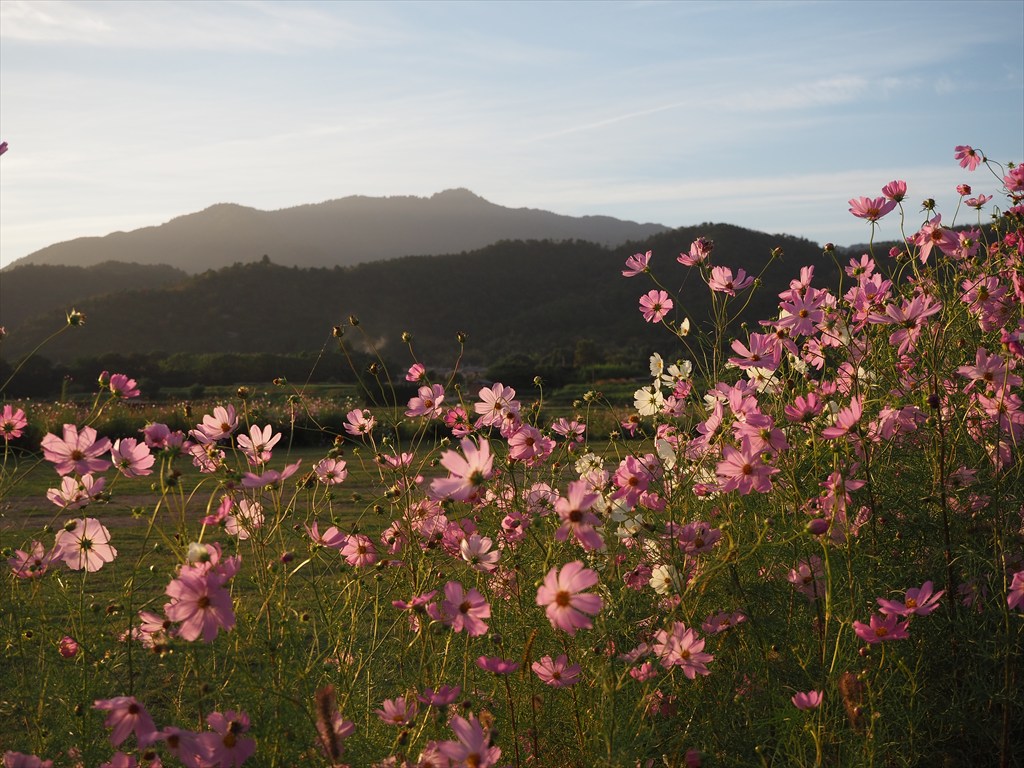 嵯峨野のコスモスと広沢池