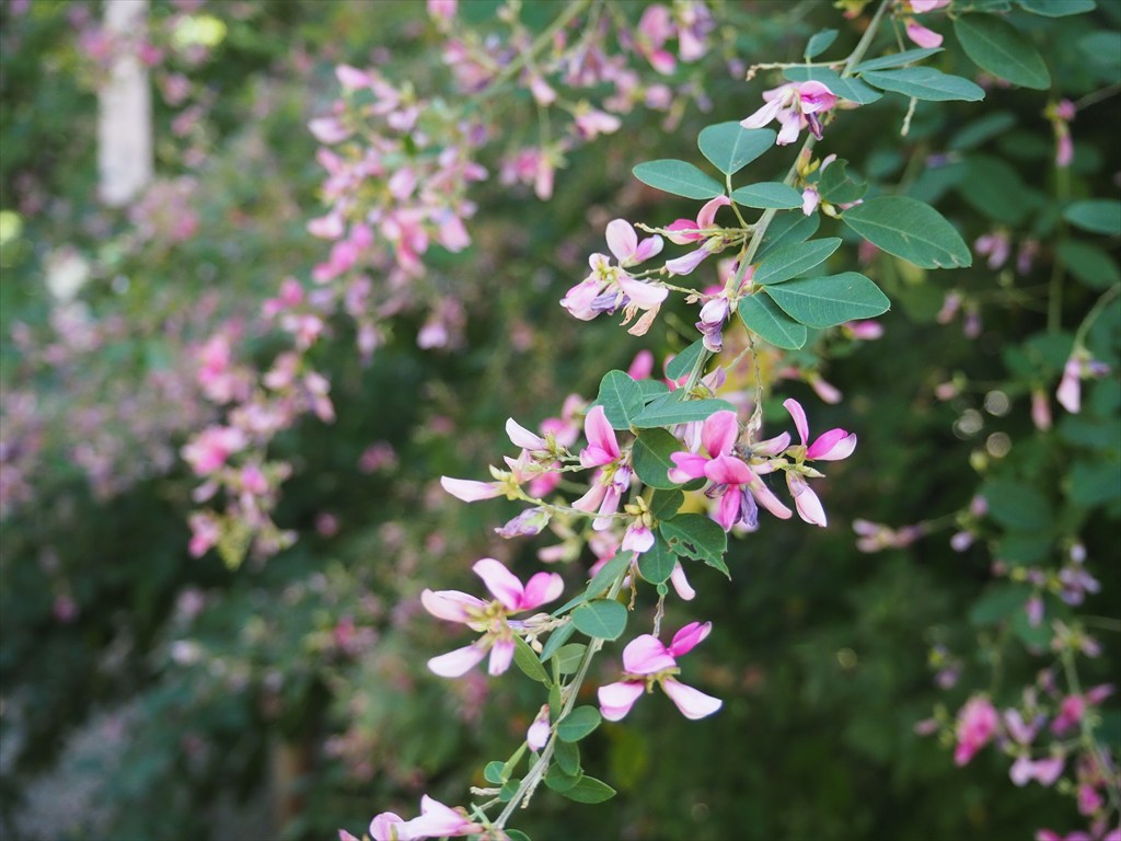 まだ楽しめる梨木神社の萩