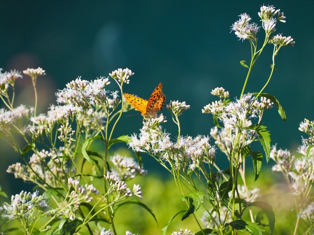 梅小路公園　藤袴と和の花展