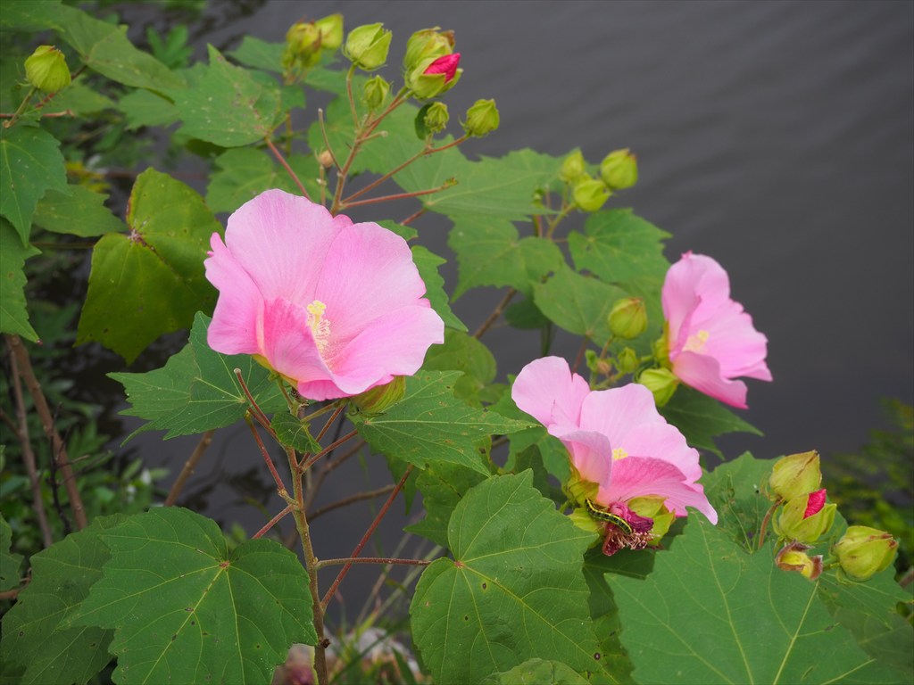 等持院の寺宝展と芙蓉の花