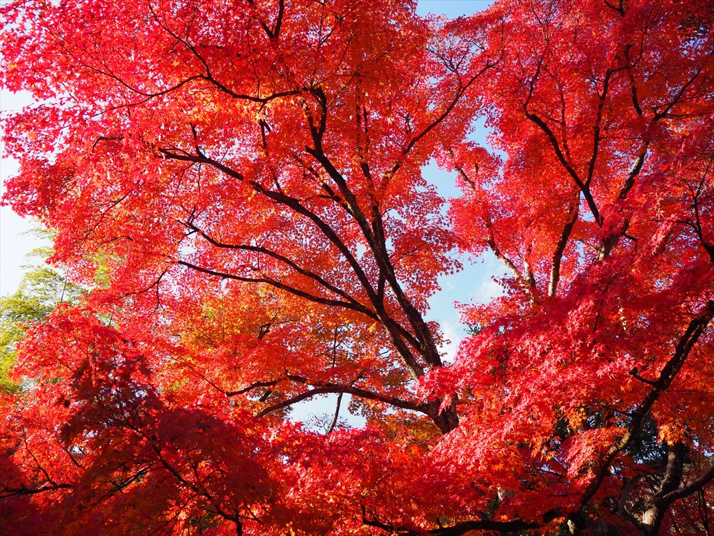 テレビ出演と講座・散策のご案内